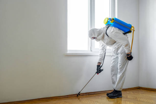 Wasp Removal Services in Madelia, MN